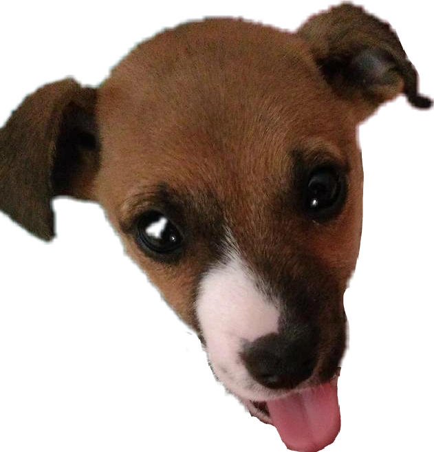 #milo#mydog#dog#tongue #:p#😛#baby #puppy