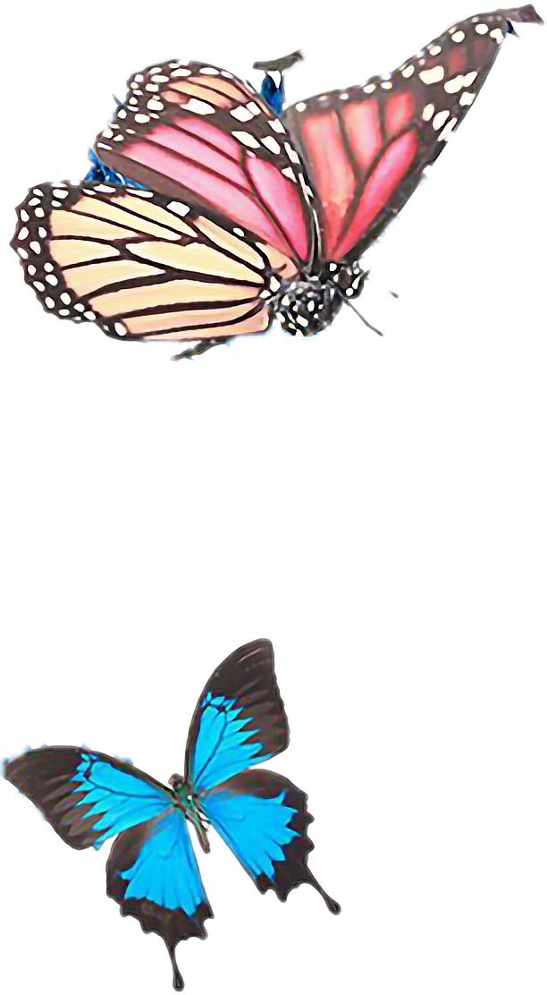 butterfly freetoedit #butterfly sticker by @sona75