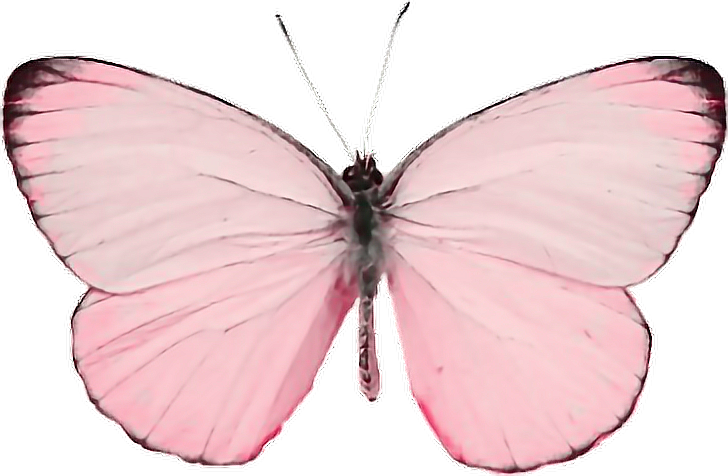 butterflykawaiitumblranimalbugbeautiful naturepinkcandy