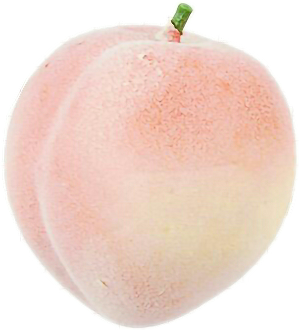 peachy freetoedit #peachy sticker by @pricklyflower