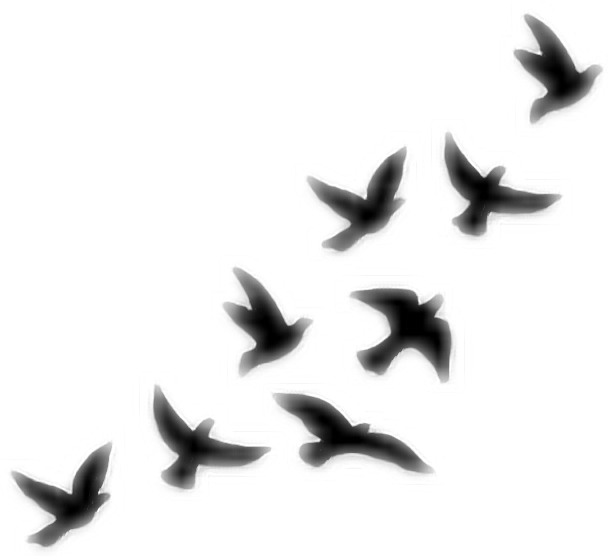 pajaros freetoedit #pajaros sticker by @valeriadiazgaribay