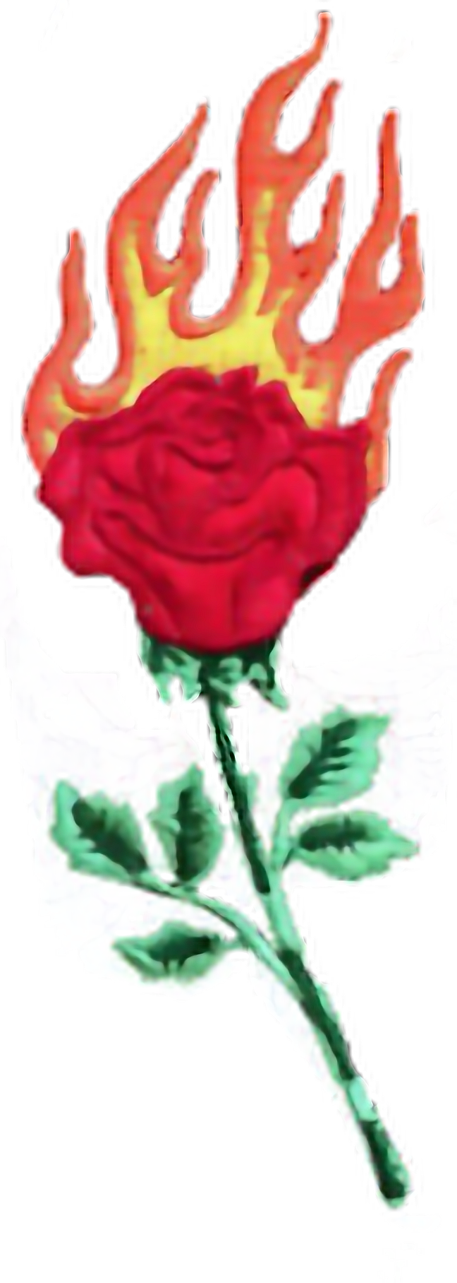 Роза огонь фото